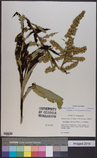 Solidago patula image