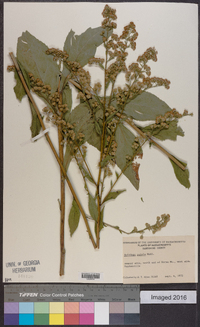 Solidago patula image