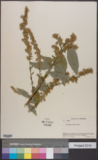 Solidago patula image