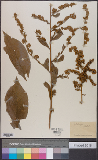 Solidago patula image