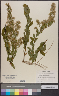 Solidago petiolaris image