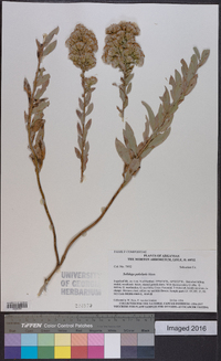 Solidago petiolaris image