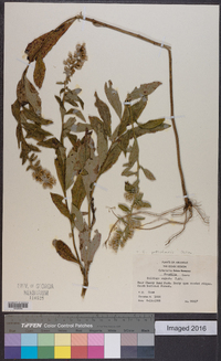 Solidago petiolaris image