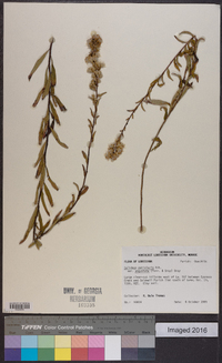 Solidago petiolaris image