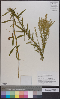 Solidago pinetorum image