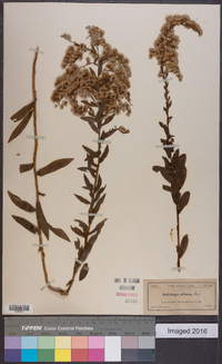 Solidago pilosa image