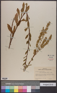 Solidago puberula image