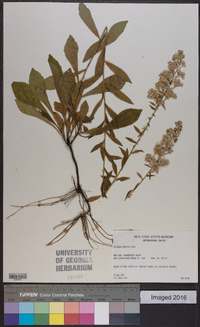 Solidago puberula image