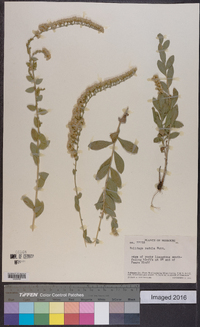 Solidago radula image