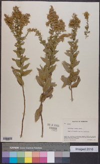 Solidago radula image