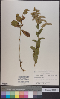 Solidago radula image