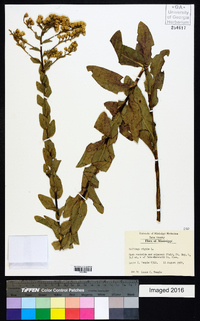 Solidago rigida image