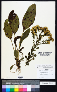 Solidago rigida image