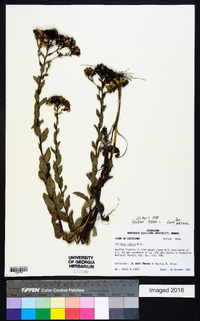 Solidago radula image