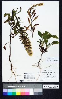 Solidago puberula image