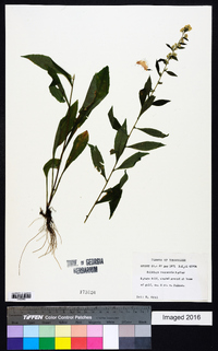 Solidago roanensis image