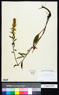 Solidago roanensis image