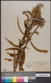 Solidago sempervirens image