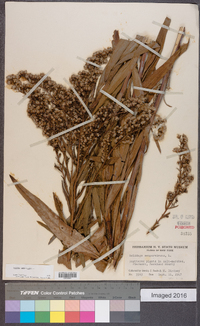 Solidago sempervirens image