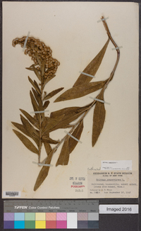 Solidago sempervirens image