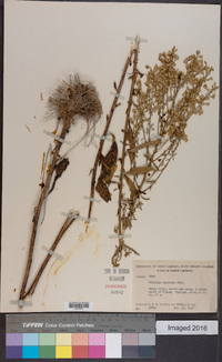 Solidago speciosa image