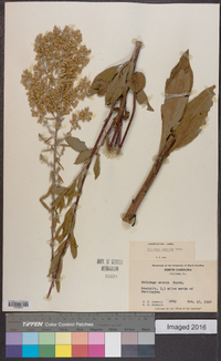 Solidago speciosa image