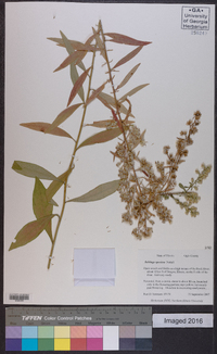 Solidago speciosa image