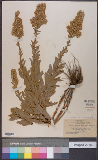 Solidago rigidiuscula image