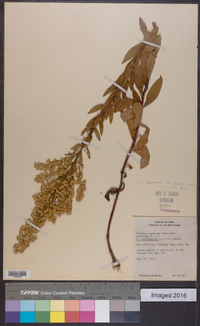 Solidago rigidiuscula image