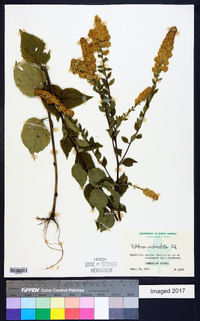 Solidago sphacelata image