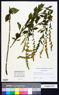 Solidago sphacelata image