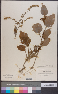 Solidago sphacelata image