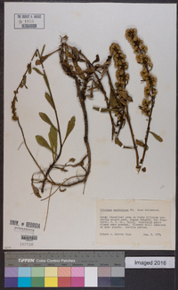 Solidago spathulata image