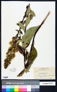 Solidago squarrosa image