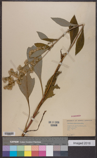 Solidago squarrosa image