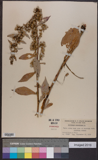 Solidago squarrosa image