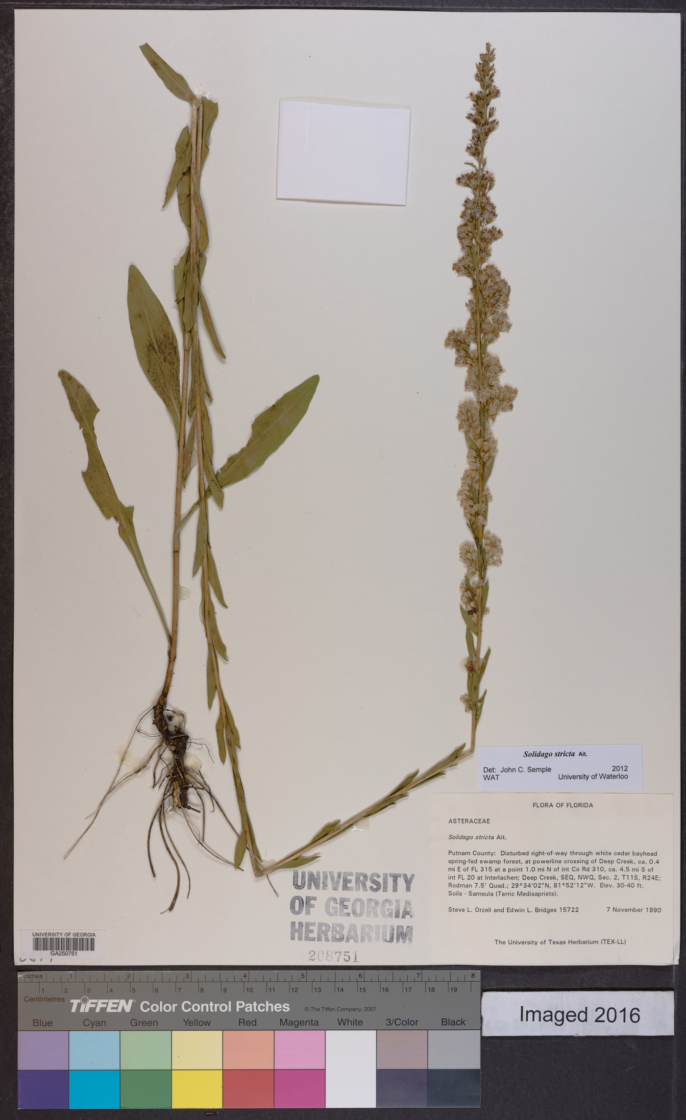 Solidago stricta image