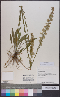 Solidago stricta image