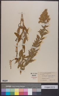 Solidago canadensis var. gilvocanescens image