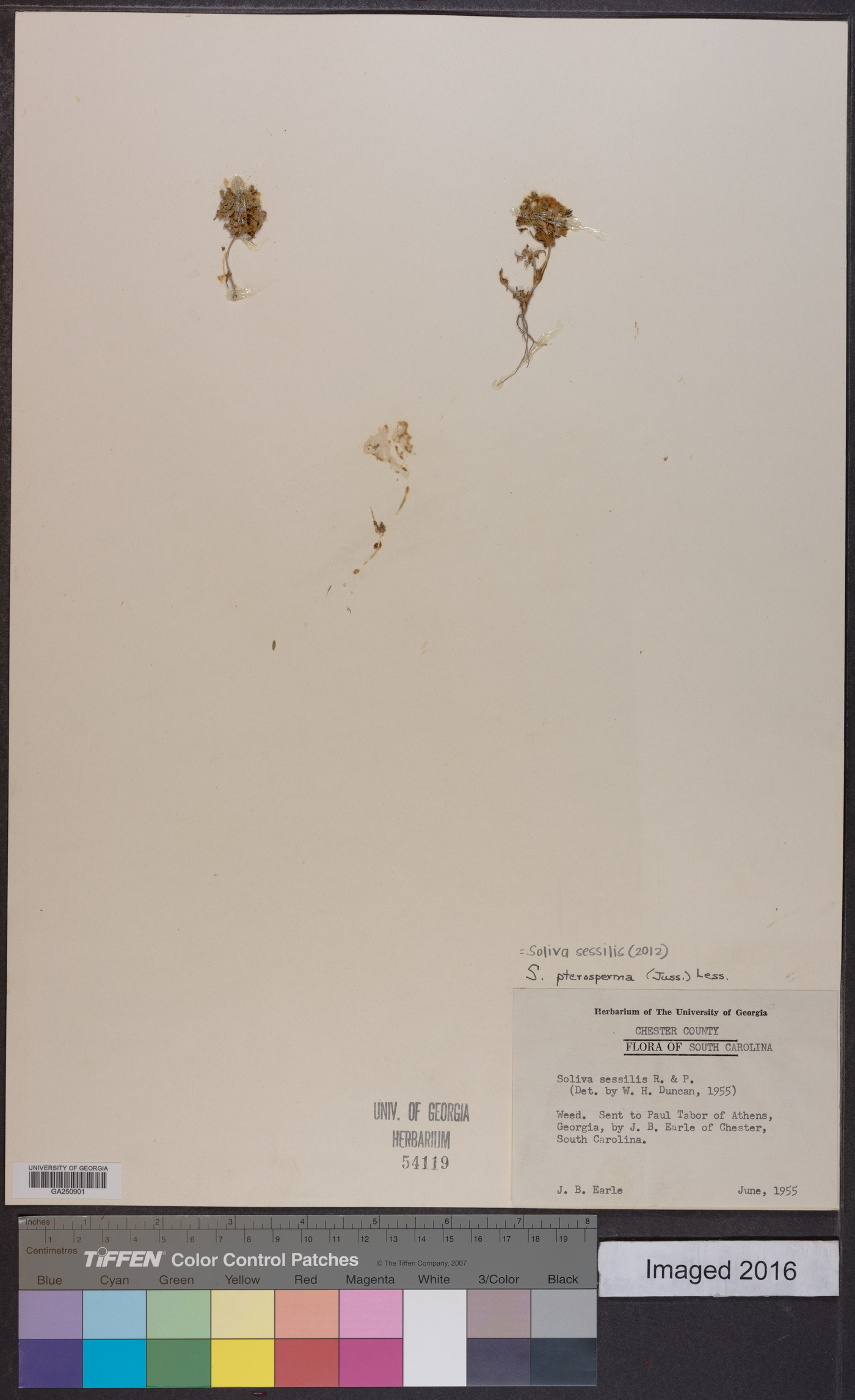 Soliva sessilis image