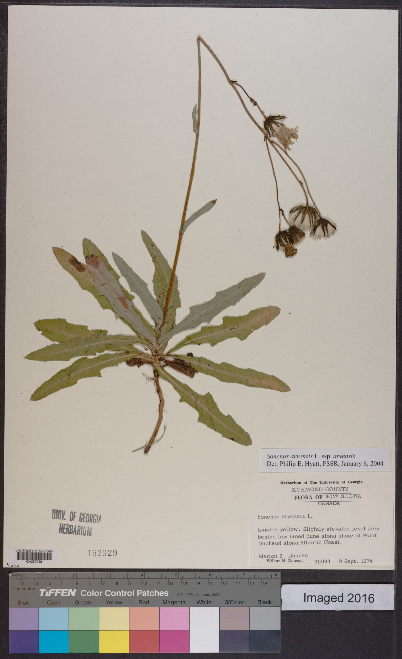 Sonchus arvensis subsp. arvensis image
