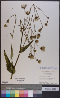 Sonchus arvensis subsp. arvensis image