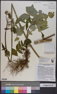 Sonchus oleraceus image