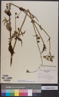 Sonchus oleraceus image