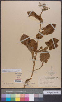 Sonchus oleraceus image