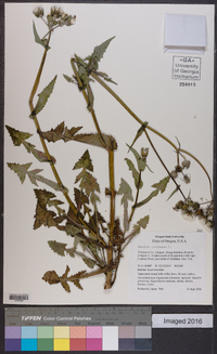 Sonchus oleraceus image