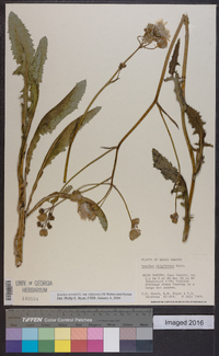 Sonchus arvensis image