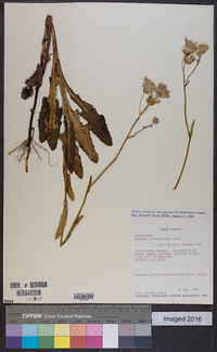 Sonchus arvensis subsp. uliginosus image