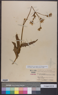 Sonchus arvensis image