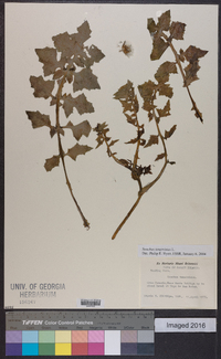 Sonchus tenerrimus image